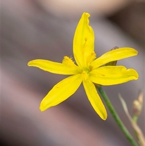 Tricoryne elatior at Bungonia, NSW - 17 Nov 2024