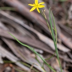 Tricoryne elatior at Bungonia, NSW - 17 Nov 2024