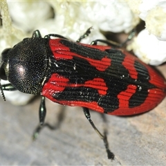 Castiarina indistincta (Jewel Beetle) at Bungonia, NSW - 17 Nov 2024 by Harrisi