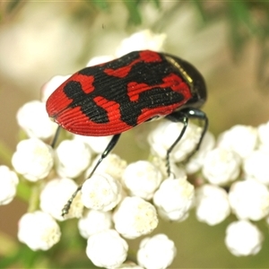 Castiarina indistincta at Bungonia, NSW - 17 Nov 2024 01:20 PM