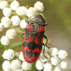 Castiarina indistincta at Bungonia, NSW - 17 Nov 2024 01:20 PM