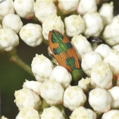 Castiarina hilaris (A jewel beetle) at Gundary, NSW - 17 Nov 2024 by Harrisi