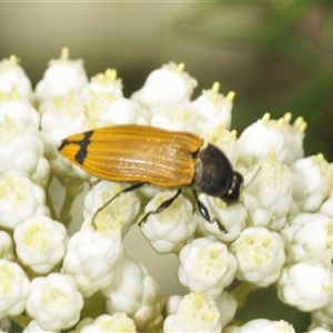 Castiarina balteata at Gundary, NSW - 17 Nov 2024