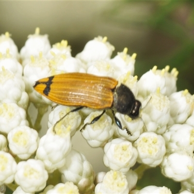 Castiarina balteata (A jewel beetle) at Gundary, NSW - 17 Nov 2024 by Harrisi