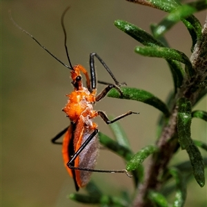 Gminatus australis at Bungonia, NSW - 17 Nov 2024