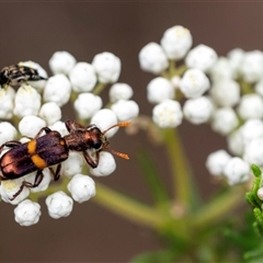 Eleale pulchra (Clerid beetle) at Bungonia, NSW - 17 Nov 2024 by Aussiegall