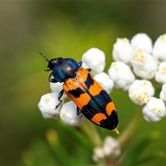 Castiarina kershawi (A jewel beetle) at Bungonia, NSW - 17 Nov 2024 by Aussiegall