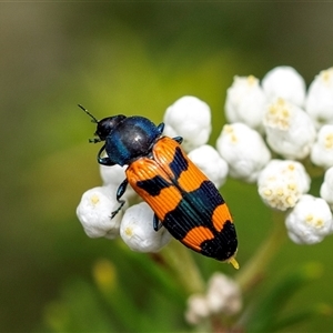 Castiarina kershawi at Bungonia, NSW - 17 Nov 2024