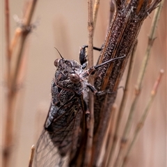 Atrapsalta furcilla at Bungonia, NSW - 17 Nov 2024 by Aussiegall