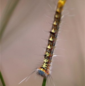 Pernattia pusilla at Bungonia, NSW - 17 Nov 2024