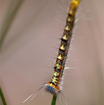 Pernattia pusilla (She-Oak Moth) at Bungonia, NSW - 17 Nov 2024 by Aussiegall