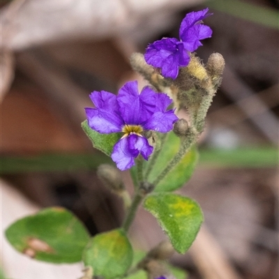 Dampiera purpurea (Purple Dampiera) at Bungonia, NSW - 17 Nov 2024 by Aussiegall