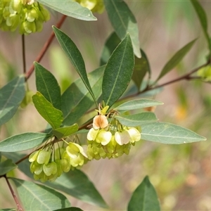 Dodonaea triquetra at Bungonia, NSW - 17 Nov 2024