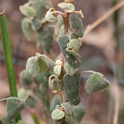 Correa reflexa (Common Correa, Native Fuchsia) at Bungonia, NSW - 17 Nov 2024 by Aussiegall