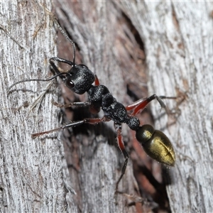 Myrmecia fulvipes at Throsby, ACT - 16 Nov 2024 11:15 AM