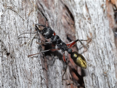 Myrmecia fulvipes (Red-legged Toothless bull ant) at Throsby, ACT - 16 Nov 2024 by TimL