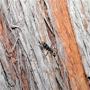 Myrmecia fulvipes at Throsby, ACT - 16 Nov 2024 11:15 AM