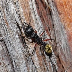 Myrmecia fulvipes at Throsby, ACT - 16 Nov 2024 11:15 AM