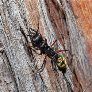 Myrmecia fulvipes at Throsby, ACT - 16 Nov 2024