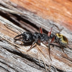 Myrmecia fulvipes at Throsby, ACT - 16 Nov 2024 11:15 AM