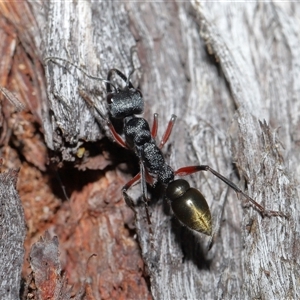 Myrmecia fulvipes at Throsby, ACT - 16 Nov 2024 11:15 AM