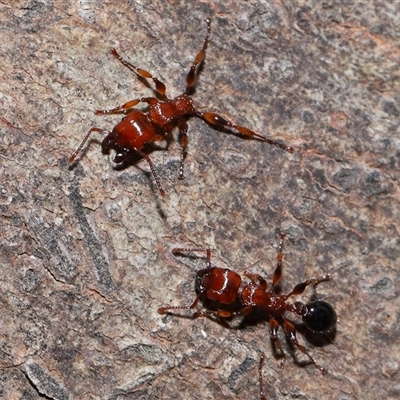 Podomyrma gratiosa (Muscleman tree ant) at Forde, ACT - 16 Nov 2024 by TimL