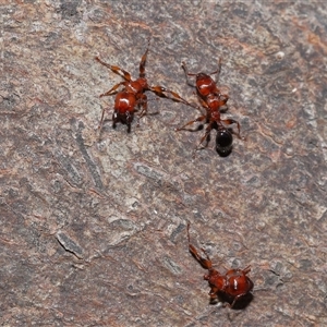 Podomyrma gratiosa at Forde, ACT - 16 Nov 2024