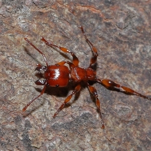 Podomyrma gratiosa at Forde, ACT - 16 Nov 2024