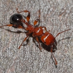 Podomyrma gratiosa (Muscleman tree ant) at Forde, ACT - 16 Nov 2024 by TimL