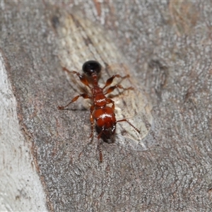 Ledromorpha planirostris at Forde, ACT - 16 Nov 2024 12:07 PM