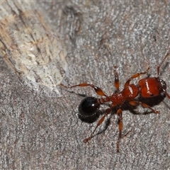 Ledromorpha planirostris at Forde, ACT - 16 Nov 2024 12:07 PM