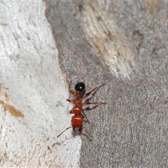 Ledromorpha planirostris at Forde, ACT - 16 Nov 2024 12:07 PM