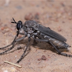 Apothechyla sp. (genus) (Robber fly) at Yarralumla, ACT - 15 Nov 2024 by TimL