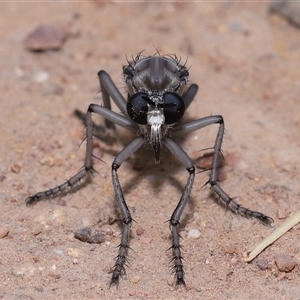 Apothechyla sp. (genus) at Yarralumla, ACT - 15 Nov 2024