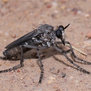 Apothechyla sp. (genus) at Yarralumla, ACT - 15 Nov 2024