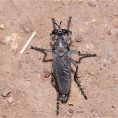 Apothechyla sp. (genus) at Yarralumla, ACT - 15 Nov 2024