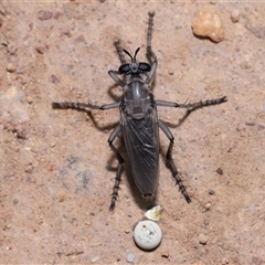 Apothechyla sp. (genus) at Yarralumla, ACT - 15 Nov 2024 12:39 PM