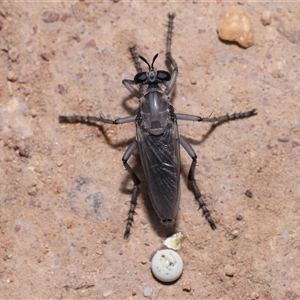 Apothechyla sp. (genus) at Yarralumla, ACT - 15 Nov 2024