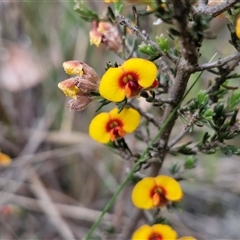 Dillwynia sericea (Egg And Bacon Peas) at Gundary, NSW - 17 Nov 2024 by trevorpreston