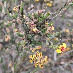 Dillwynia sericea at Gundary, NSW - 17 Nov 2024