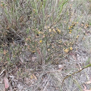 Dillwynia sericea at Gundary, NSW - 17 Nov 2024