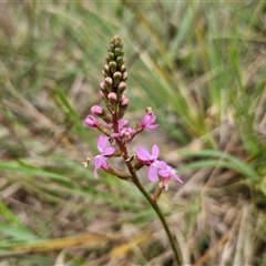 Stylidium graminifolium (grass triggerplant) at Gundary, NSW - 17 Nov 2024 by trevorpreston