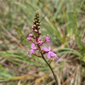 Stylidium graminifolium at Gundary, NSW - 17 Nov 2024 01:54 PM