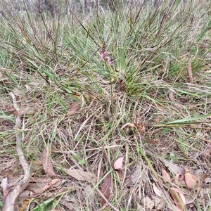 Stylidium graminifolium at Gundary, NSW - 17 Nov 2024 01:54 PM