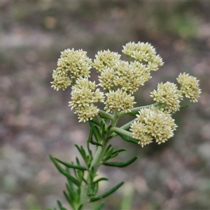 Cassinia aculeata subsp. aculeata at Gundary, NSW - 17 Nov 2024