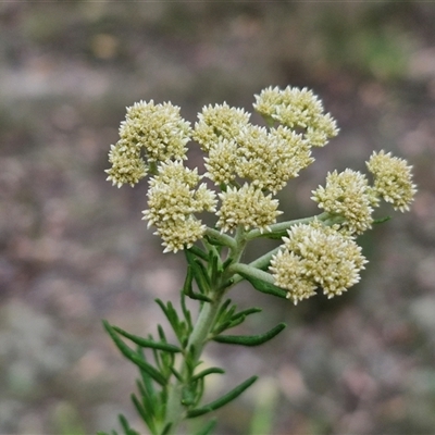 Cassinia longifolia at Gundary, NSW - 17 Nov 2024 by trevorpreston