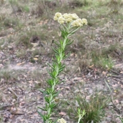 Cassinia aculeata subsp. aculeata at Gundary, NSW - 17 Nov 2024