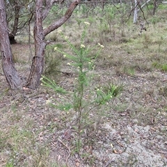 Cassinia aculeata subsp. aculeata at Gundary, NSW - 17 Nov 2024