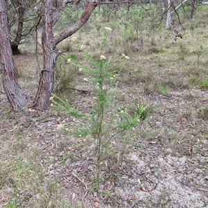 Cassinia aculeata subsp. aculeata at Gundary, NSW - 17 Nov 2024