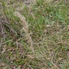 Austrostipa densiflora (Foxtail Speargrass) at Gundary, NSW - 17 Nov 2024 by trevorpreston